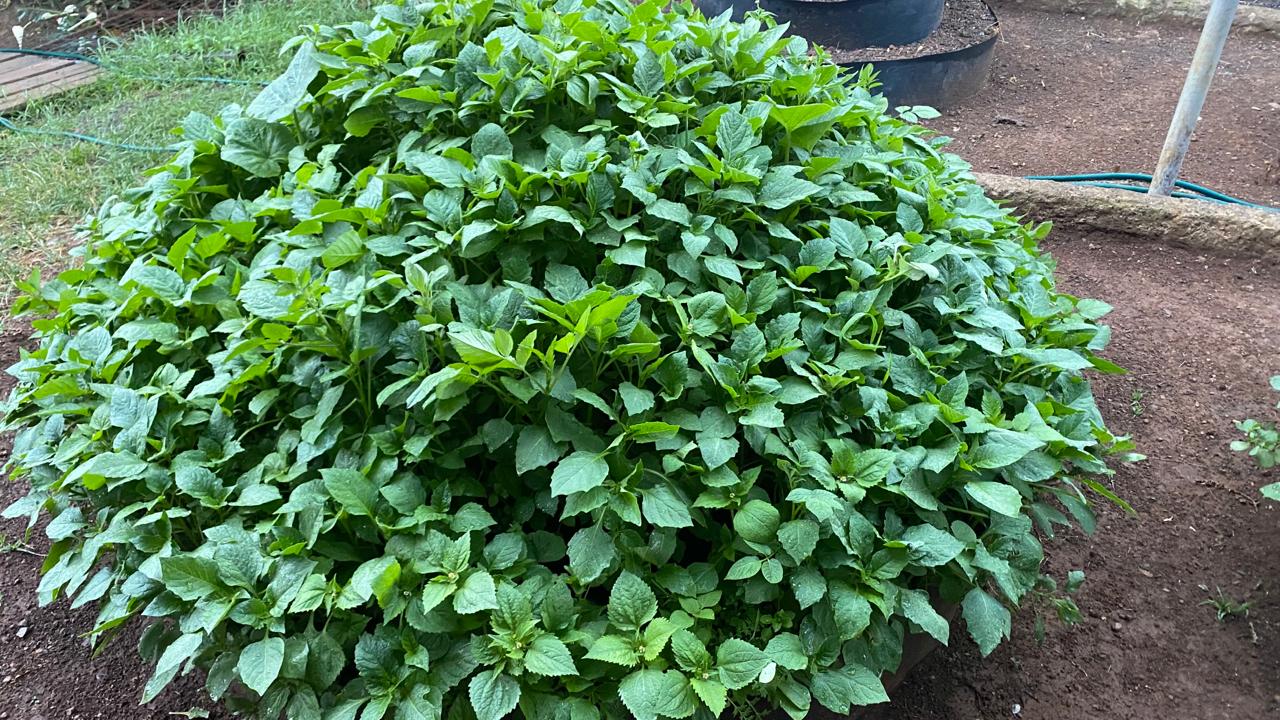 Vertical Kitchen garden